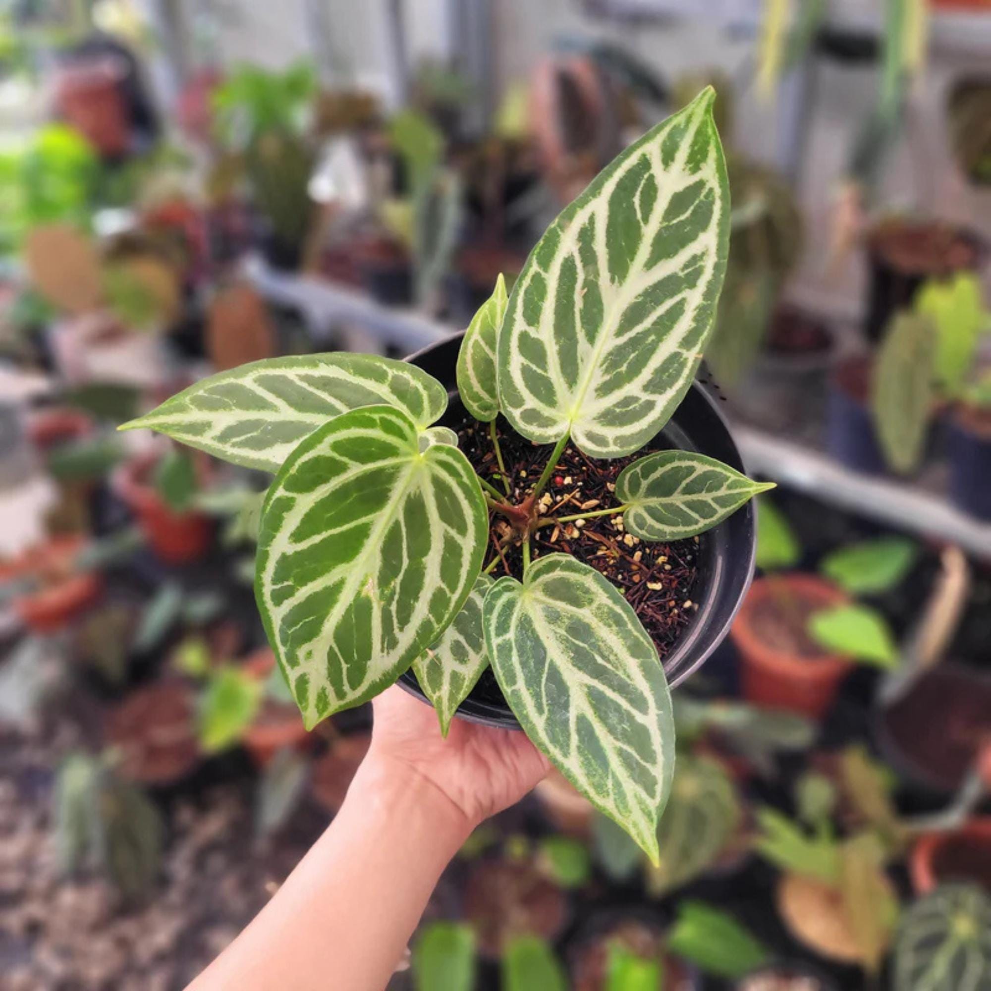 Anthurium silver blush - Etsy 日本