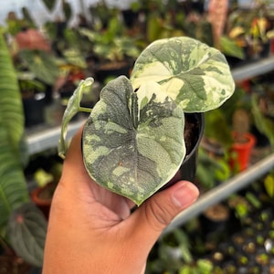 Variegated alocasia melo - Etsy 日本