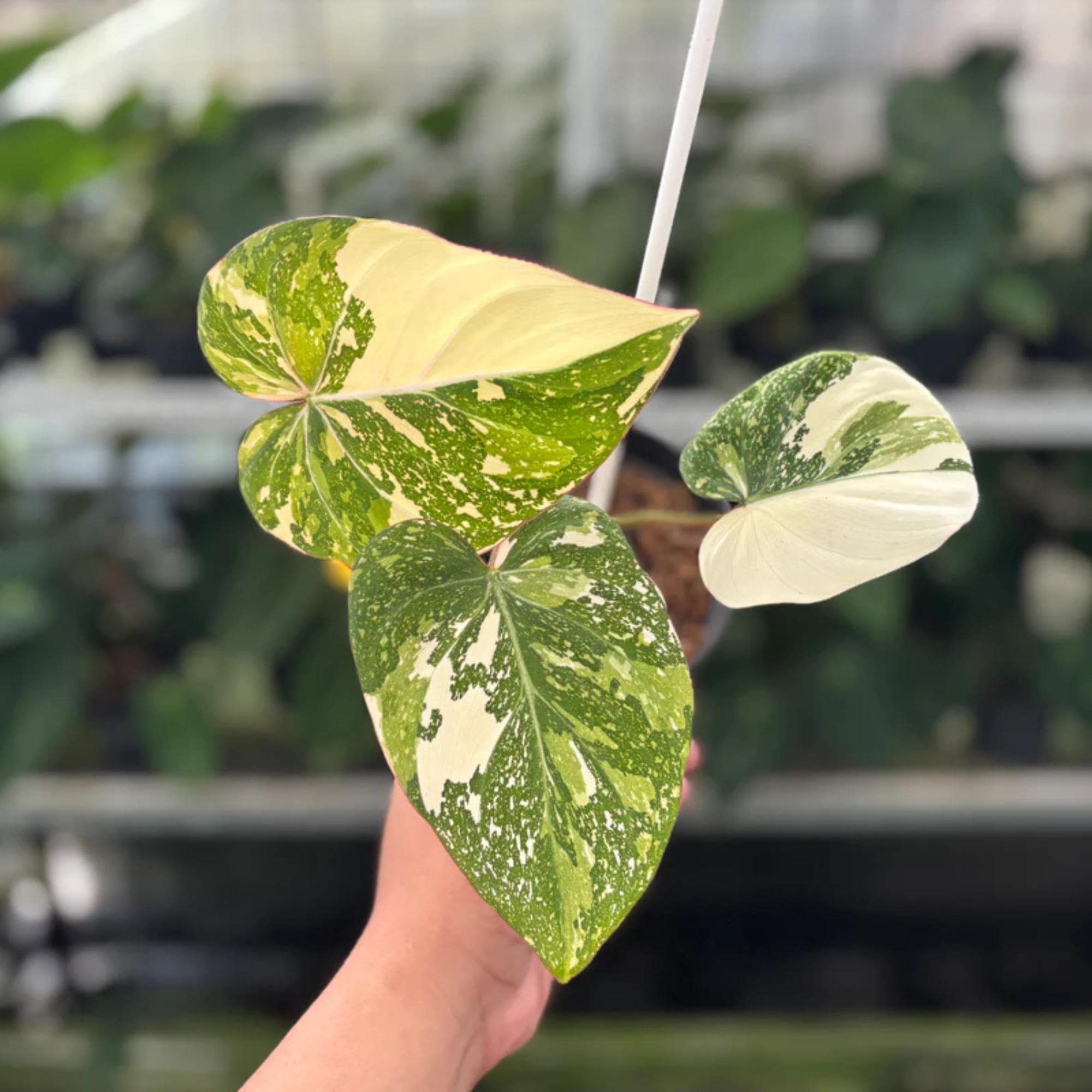 Philodendron seeds - Etsy 日本