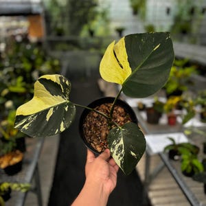 Monstera mint - Etsy 日本