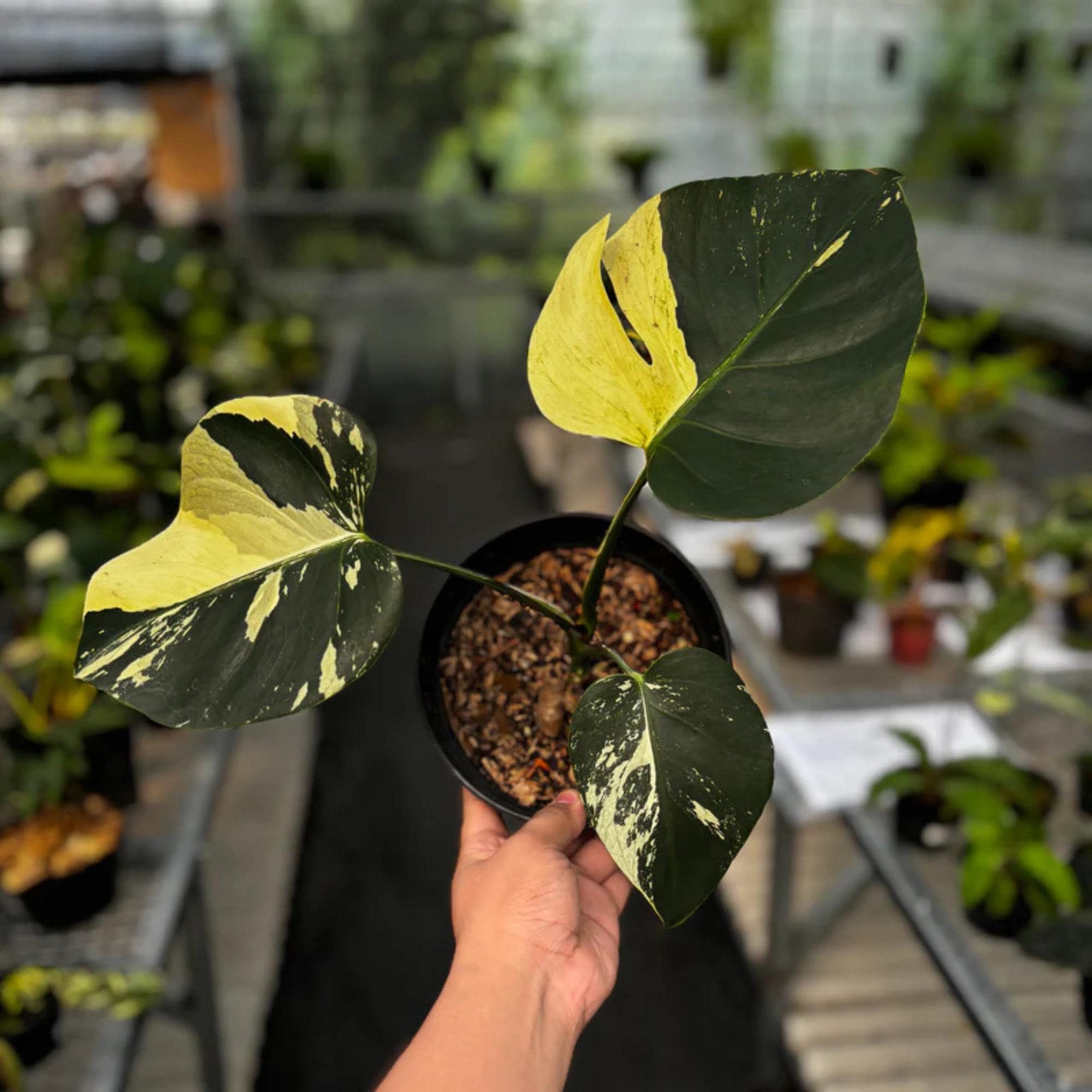 Monstera mint - Etsy 日本