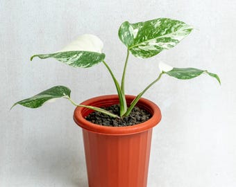 Plante panachée Monstera Albo - Plante d'intérieur exotique tropicale d'intérieur - Certificat phytosanitaire