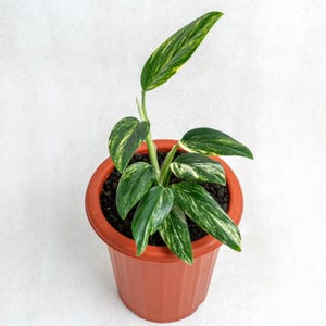 Monstera Standleyana Geelbonte plant - tropische exotische kamerplant voor binnen - fytosanitair certificaat