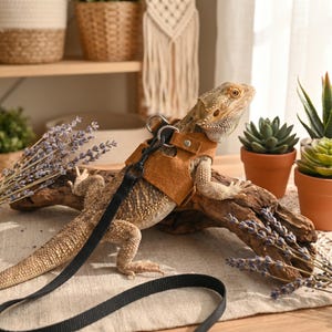 Könnte beinhalten: Ein Bartagame trägt ein braunes Ledergeschirr mit einer schwarzen Leine. Das Reptil sitzt auf einem Stück Treibholz, mit Lavendelzweigen und Topf-Sukkulenten im Hintergrund. Das Geschirr hat einen Metallring zum Befestigen der Leine.