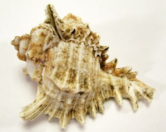 Set of 4  sea shells, Conch Shells, Tiger Cowrie, Baby Pink Conch, Baby Spiky Conch (453)