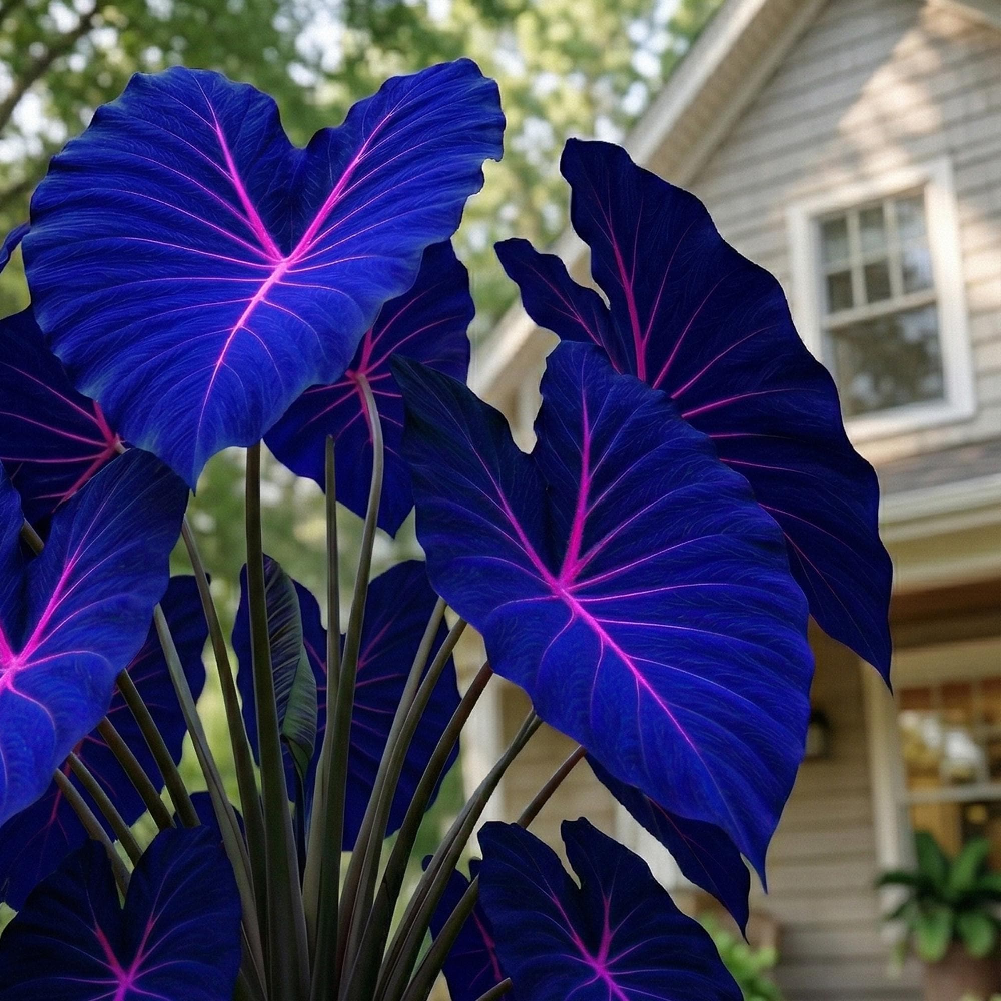 Buy Large Elephant Ear Online In India - Etsy India