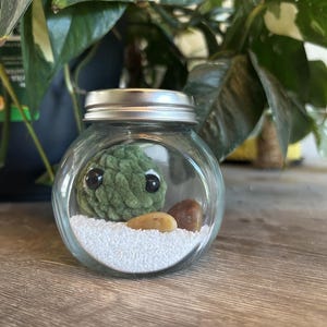 Moss Ball Terrarium Kit
