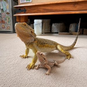 Op de afbeelding: Een grote, goudgele baardagame staat rechtop met de kop omhoog, terwijl een veel kleinere, lichtbruine baardagame er vlak voor zit. Beide reptielen hebben kenmerkende stekelige schubben en lange, slanke staarten die over de grond lopen.