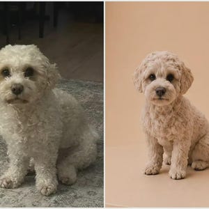 Peut inclure: Une comparaison côte à côte d'un petit chien aux poils bouclés de couleur crème. Le chien a des oreilles tombantes, des yeux sombres et une truffe foncée, assis dans les deux images, montrant une apparence cohérente et une texture duveteuse.