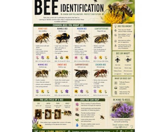 Bee Identification Poster Bee Guide Pollinator Chart