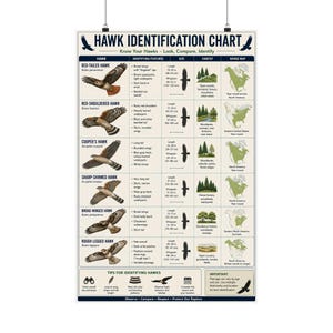 May include: A Hawk Identification Chart poster featuring illustrations of six hawk species including Red-Tailed, Red-Shouldered, Cooper's, Sharp-Shinned, Broad-Winged, and Rough-Legged hawks with text detailing identifying features, size in cm, habitat, and range maps.