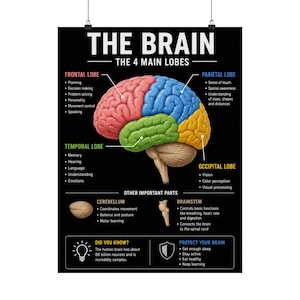 Pode incluir: Um cartaz educativo intitulado THE BRAIN THE 4 MAIN LOBES com fundo preto. Apresenta uma ilustração colorida do cérebro com secções vermelhas, azuis, verdes e amarelas, rotuladas com as funções dos lobos frontal, parietal, temporal e occipital.