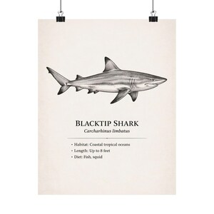 Svartfenad haj illustration poster | Vetenskaplig vintage väggkonst