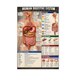 May include: An educational poster titled Human Digestive System featuring a central anatomical diagram of the human torso with labeled organs, a path of food sequence, accessory organ illustrations, enzyme charts, and a digestion timeline.