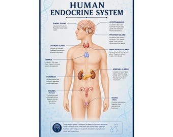 Human Endocrine System Poster Anatomy Chart Medical Wall Art