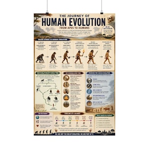 Puede incluir: Un póster educativo titulado The Journey of Human Evolution from Apes to Humans. Presenta una línea de tiempo del desarrollo de los homínidos, un árbol genealógico evolutivo, cambios clave a lo largo del tiempo y evidencia de la evolución.
