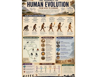 Human Evolution Timeline Poster From Apes to Humans art