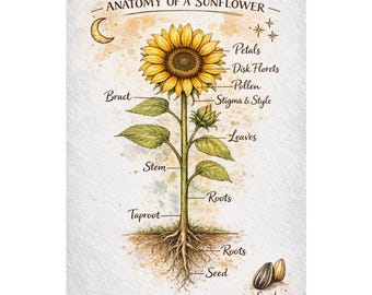 Anatomy of a Sunflower Botanical Illustration, Educational Art Poster