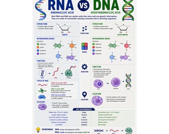 RNA vs DNA Educational Poster