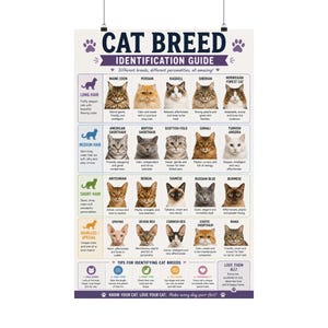 May include: A wall poster titled CAT BREED IDENTIFICATION GUIDE featuring a grid of twenty cat portraits categorized by hair length including long, medium, short, and hairless types. Each entry includes the breed name and a brief description.