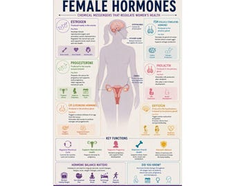 Female Hormones Infographic Poster Reproductive System Educational Chart