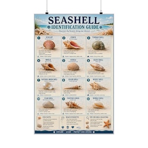 May include: A wall poster titled Seashell Identification Guide featuring twelve numbered illustrations of various seashells including scallop, conch, turban, whelk, cockle, olive, moon, auger, murex, clam, fighting conch, and bubble shells on a sandy beach.