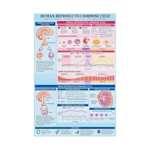 May include: An educational poster titled Human Reproductive Hormone Cycle, featuring detailed diagrams of male and female anatomy, hormonal regulation, ovarian and uterine cycles, and graphs illustrating hormone levels over a 28-day period.