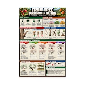 Op de afbeelding: Een Fruit Tree Pruning Guide poster met instructieve diagrammen, tekst en illustraties. Het behandelt snoeitechnieken, seizoensgebonden timing, voorbeelden per fruitboom, trainingsstijlen en benodigd gereedschap voor boomonderhoud.
