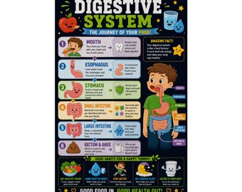 Poster éducatif sur le système digestif des enfants