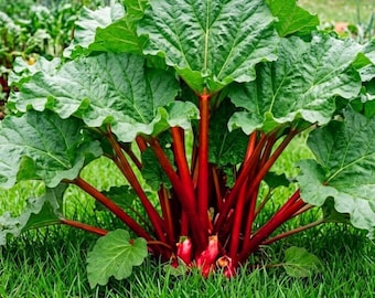 5 Rhubarb Crowns Ready to Plant, Perennial, Comes Back Every Year