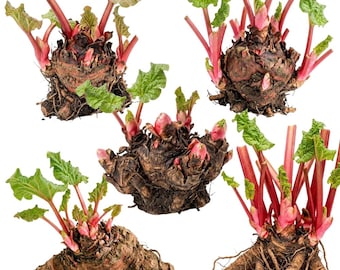 5 Rhubarb Crowns Ready to Plant, Perennial, Comes Back Every Year