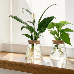 Peut inclure: Deux vases en verre avec des plantes. Le vase de gauche contient un spathiphyllum avec une fleur blanche et de longues feuilles vertes. Le vase de droite contient une plante avec des feuilles vertes rondes. Les deux vases ont des bouchons en liège.