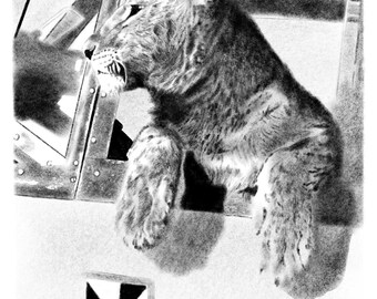 Simba el león. Mascota de una unidad de cazas alemana de la Segunda Guerra Mundial. Impresión digital de 11x17 pulgadas.