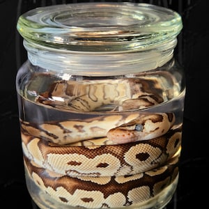 Kogelpython nat specimen