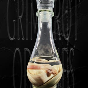 Preserved Lavender Albino Ball Python