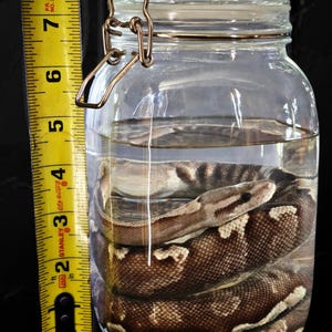 Op de afbeelding: Een opgerolde slang in een heldere glazen pot met een metalen sluiting. De slang heeft een bruin en beige patroon. De pot is ongeveer 18 cm hoog.
