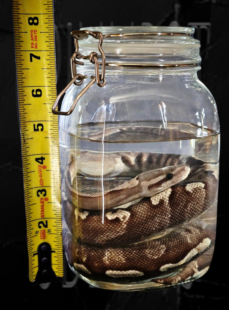 Op de afbeelding: Een opgerolde slang in een heldere glazen pot met een metalen sluiting. De slang heeft een bruin en beige patroon. De pot is ongeveer 18 cm hoog.
