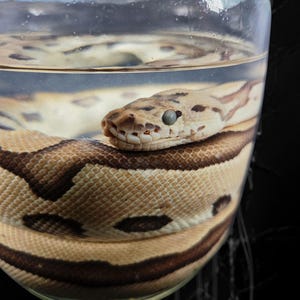 May include: A preserved snake specimen with tan and dark brown patterned scales coiled inside a clear glass jar filled with liquid. The snake head rests near the top of the jar, featuring a cloudy eye and visible teeth along the jawline.