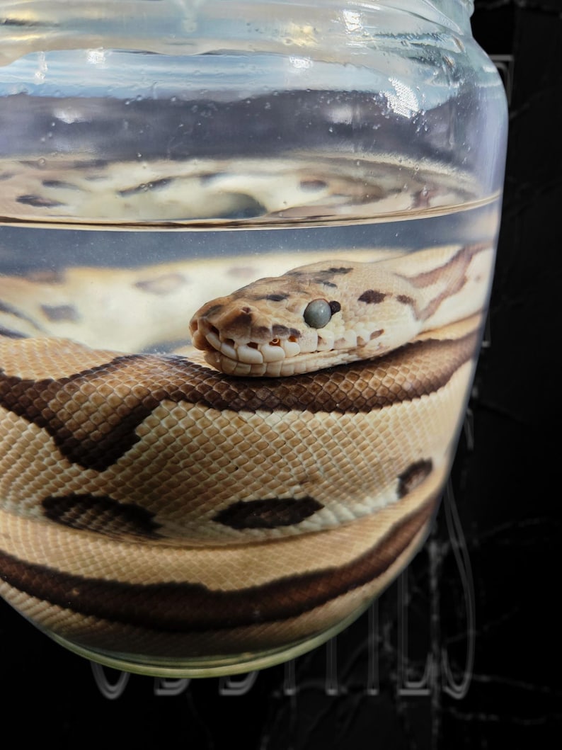 May include: A preserved snake specimen with tan and dark brown patterned scales coiled inside a clear glass jar filled with liquid. The snake head rests near the top of the jar, featuring a cloudy eye and visible teeth along the jawline.