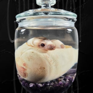 Preserved Baby Reticulated Python In Egg