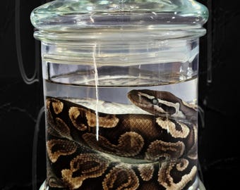 Kogelpython nat specimen