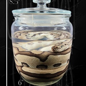 May include: A clear glass jar with a lid containing a preserved snake submerged in liquid. The jar measures 21.59 cm in height and 15.24 cm in width. The snake has a light tan body with dark brown circular markings and is coiled inside the glass.
