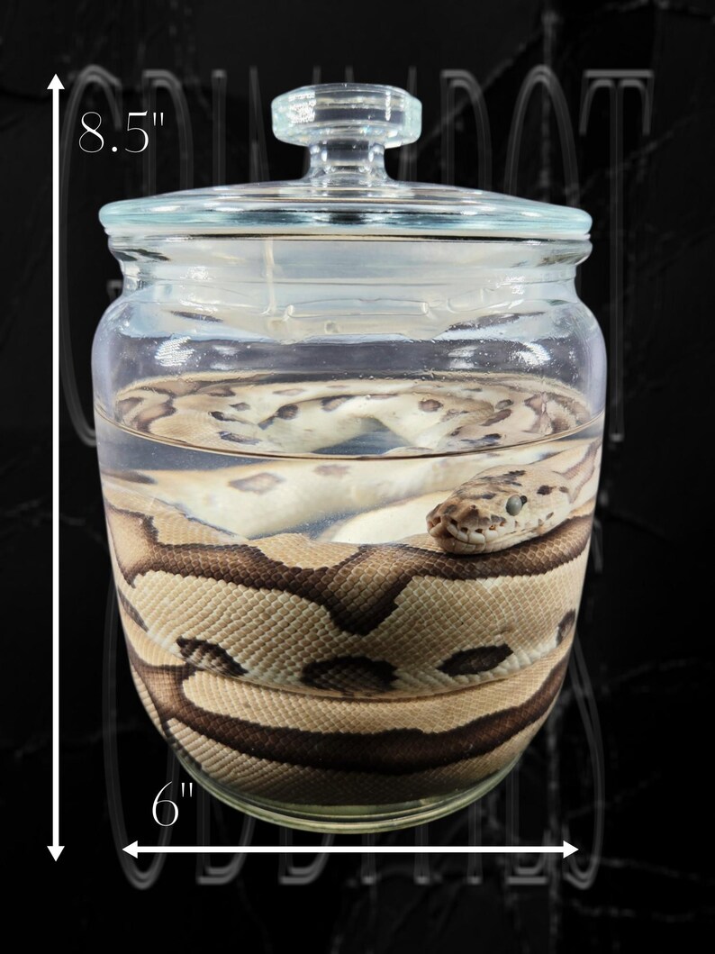 May include: A clear glass jar with a lid containing a preserved snake submerged in liquid. The jar measures 21.59 cm in height and 15.24 cm in width. The snake has a light tan body with dark brown circular markings and is coiled inside the glass.