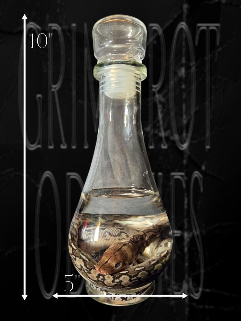 Reticulated Python Wet Specimen image 3