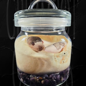 Preserved Baby Reticulated Python In Egg