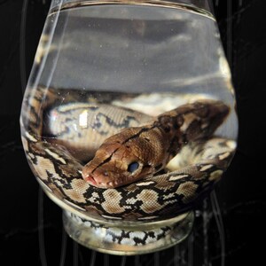 Reticulated Python Wet Specimen image 2