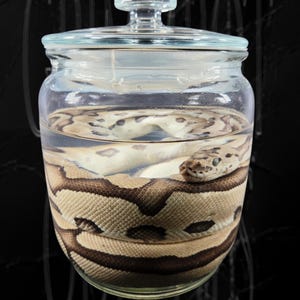 Ball Python Wet Specimen