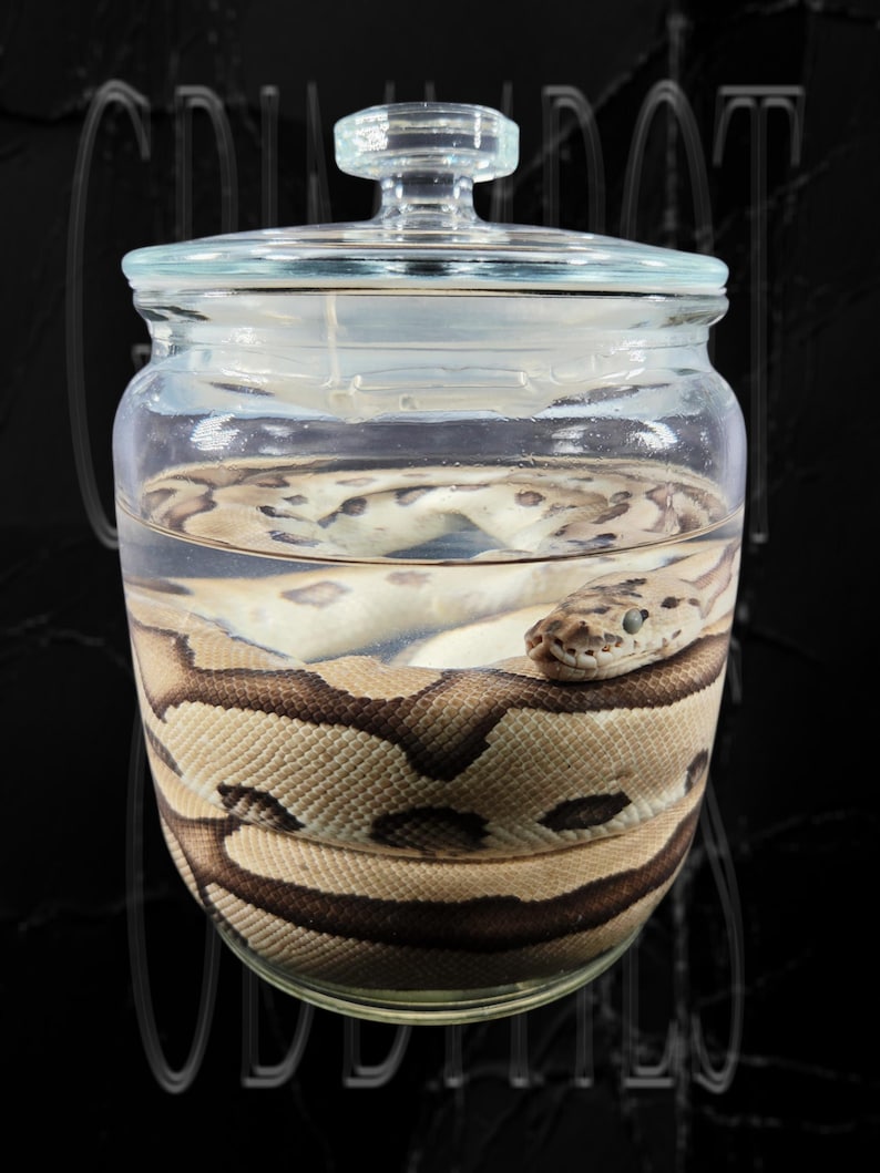 May include: A clear glass jar with a lid containing a preserved snake submerged in liquid. The snake has a light tan body with dark brown, irregular blotches and a visible head resting near the top of the jar. The text GRIMWOOD ODDITIES is visible.
