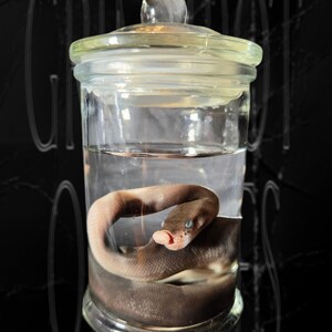 Misvormd kogelpython-nat specimen