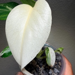 Monstera Albo Full Moon - Etsy